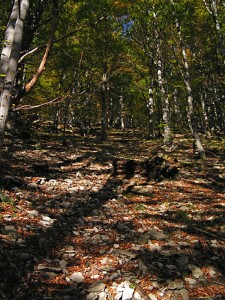Obrázok
